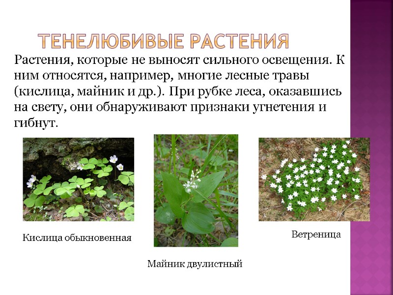 Тенелюбивые растения Растения, которые не выносят сильного освещения. К ним относятся, например, многие лесные